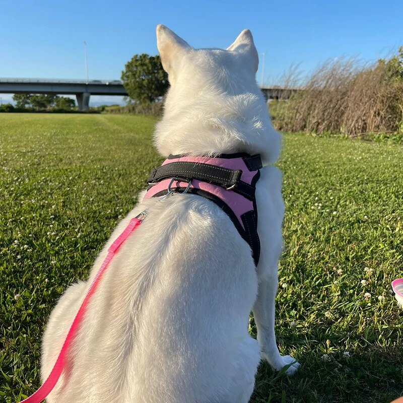 Trainingsleine für Hunde